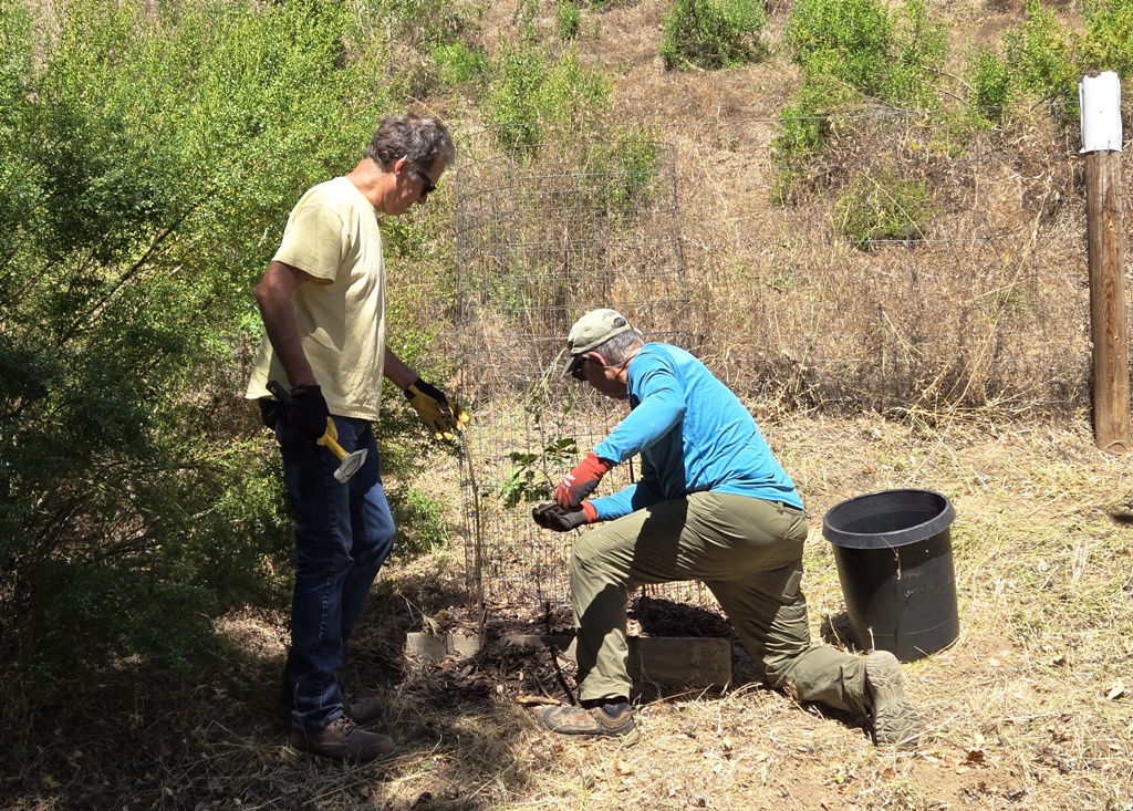Carl and Dave tending to an oak sapling